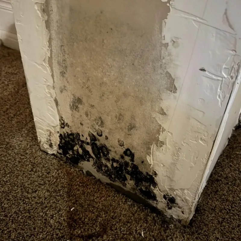 Professional Mold Removal in Sonora, CA